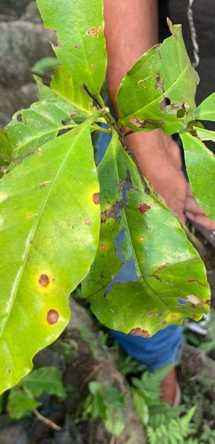 Prueba fitosanitaria a plantas con plaga: