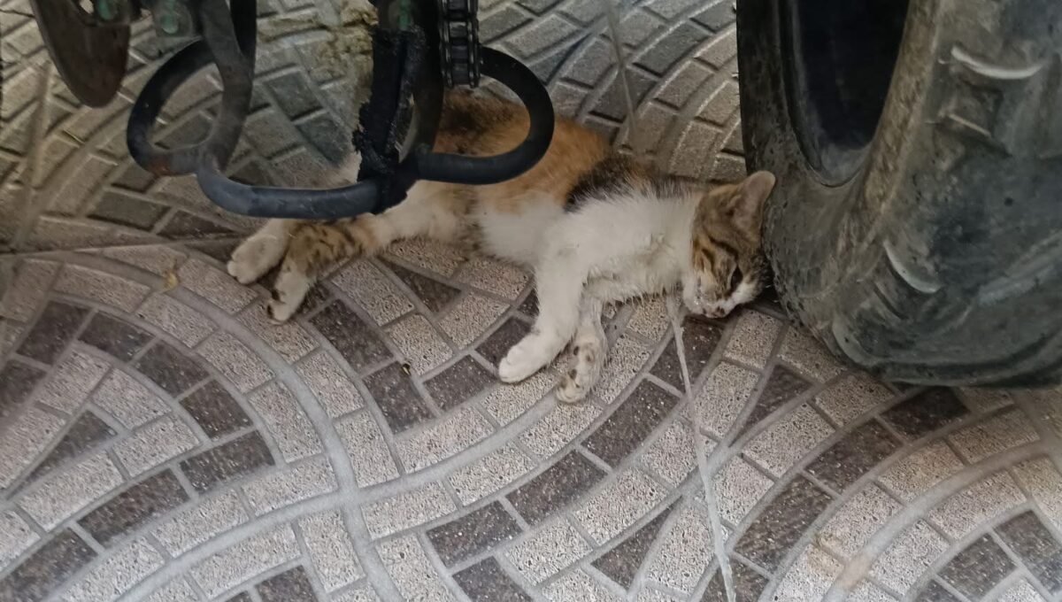 Habitantes en comunidades y cabecera municipal reportan crueldad animal masiva en Tolimán