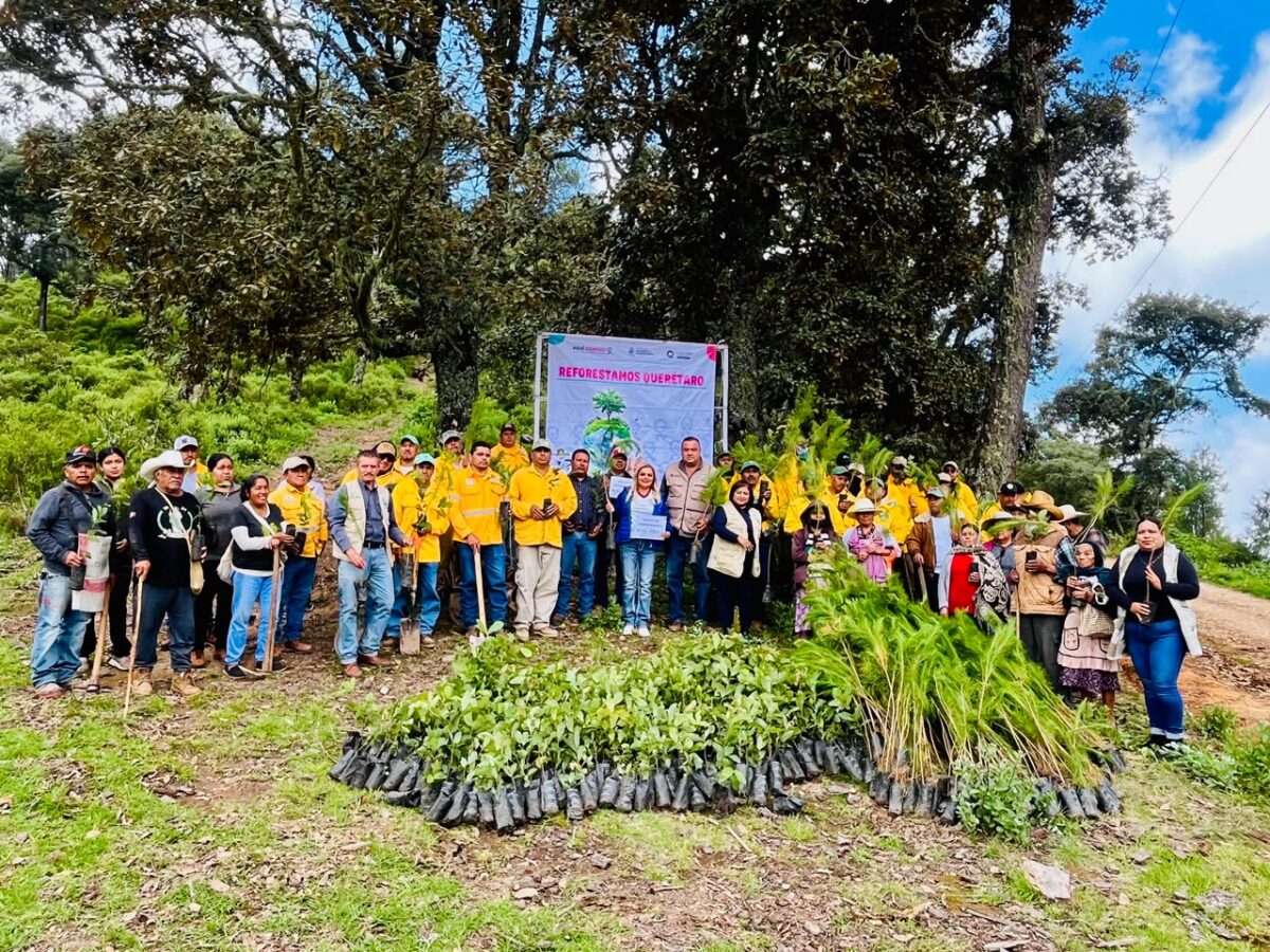 Arranca Temporada de Reforestación en Pinal de Amoles